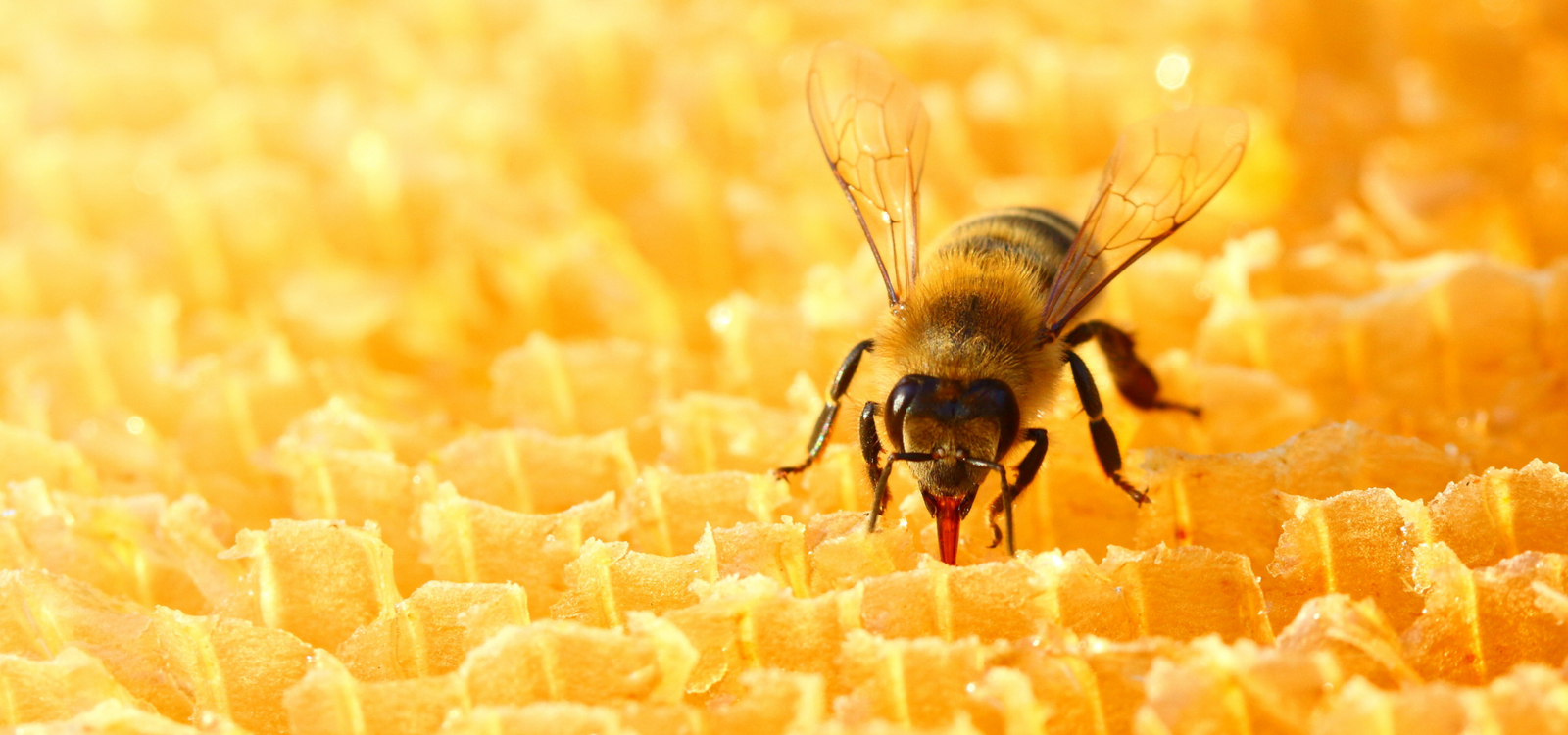 Arılar Neden Dünyanın En Önemli Canlıları Olarak Görülüyor?