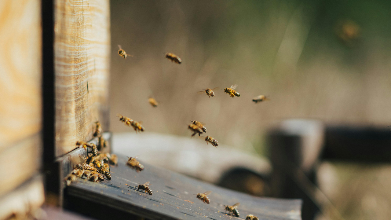 Arıların Önemi ve Faydaları